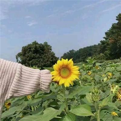 契约战纪最新官方下载